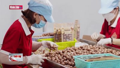 Mắc ca đắk lắk vươn ra thị trường thế giới